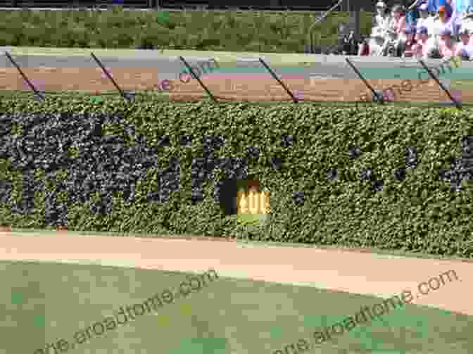 A Close Up Of Wrigley Field's Iconic Ivy Covered Walls Chicago S Wrigley Field (Images Of Baseball)