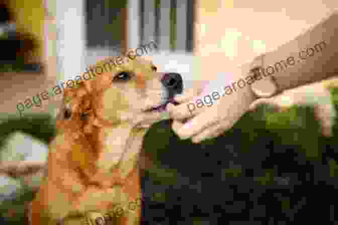 A Dog Receiving A Treat From Its Owner As A Reward The Way Of The Dog: Training By Instinct