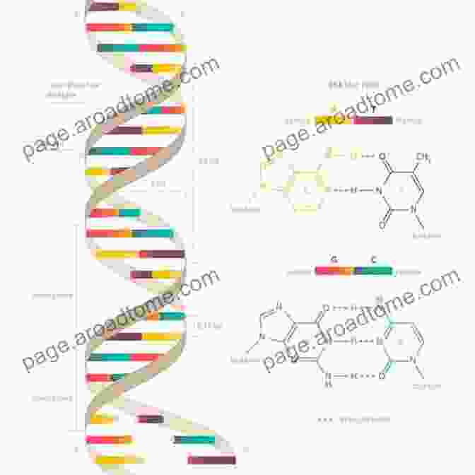 A Double Helix Model Illustrating The Spiral Structure Of DNA The Perfect Shape: Spiral Stories