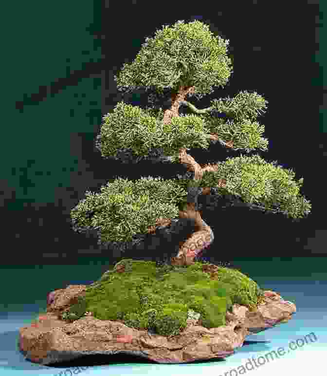 A Miniature Bonsai Tree, Symbolizing Resilience And Growth. Peace Tree From Hiroshima: A Little Bonsai With A Big Story