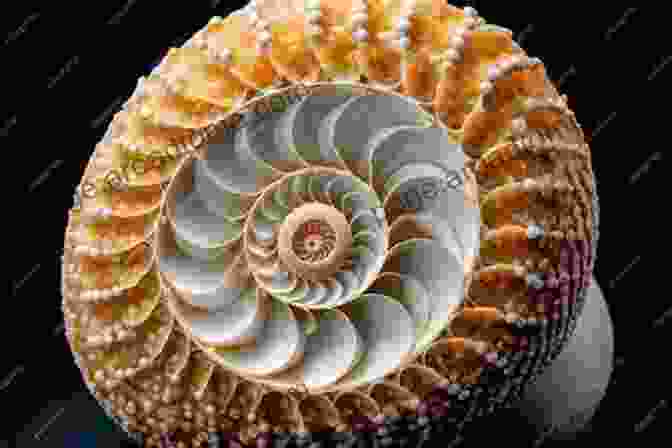 A Stunning Seashell Showcasing The Intricate Beauty Of A Spiral Pattern The Perfect Shape: Spiral Stories