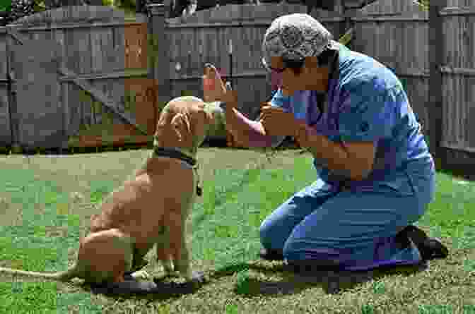 A Trainer Demonstrating Obedience Training With A Dog The Way Of The Dog: Training By Instinct