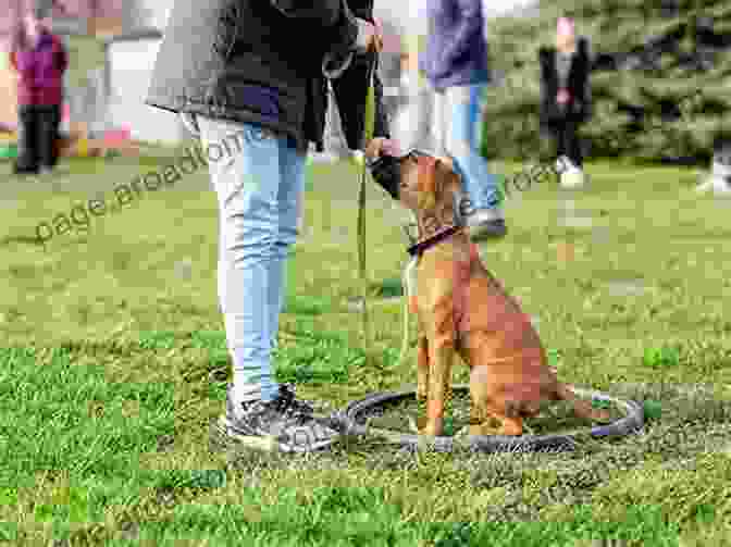 A Trainer Working With A Dog Using Positive Reinforcement Techniques The Way Of The Dog: Training By Instinct