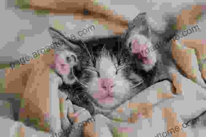 Adorable Kitten Sleeping In A Cozy Bed Cute Kittens Picture Book: A Gift For Alzheimer S Patients And Seniors With Dementia (Picture And Dementia Activities For Seniors 3)