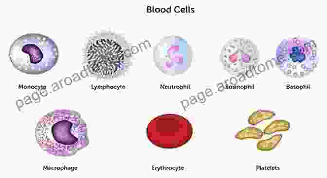 An Illustration Depicting The Various Components Of The Human Immune System, Including White Blood Cells, Antibodies, And Lymph Nodes. Molecular Basis Of Multiple Sclerosis: The Immune System (Results And Problems In Cell Differentiation 51)