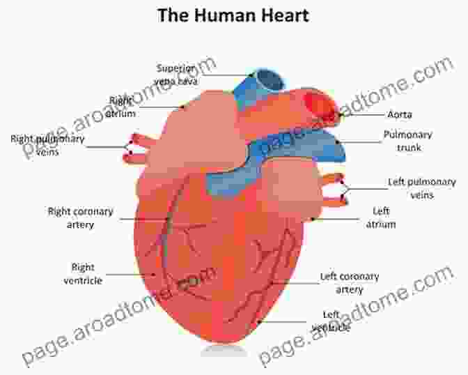 Anatomical Diagram Of A Healthy Heart The Matter Of The Heart: A History Of The Heart In Eleven Operations