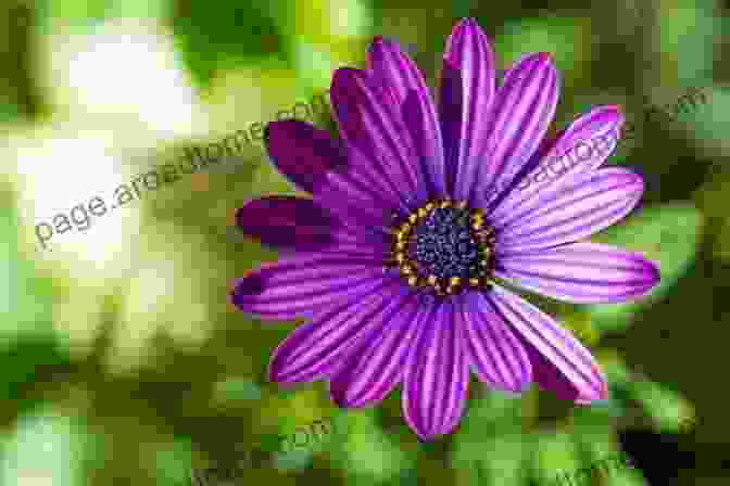 Close Up Of A Vibrant Garden Flower Good Garden Photography (The PhotoBotanic Garden Photography Workshop 1)