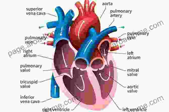 Detailed Illustration Of The Heart's Anatomy, Highlighting Its Chambers, Valves, And Major Blood Vessels. Being Empowered For A Healthy Heart: A Personal Guide To Taking Control Of Your Health While Living With Chronic Conditions