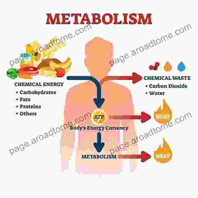 Diagram Of Metabolism Turn Up The Heat: Unlock The Fat Burning Power Of Your Metabolism