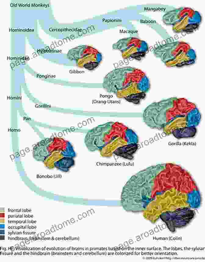 Evolution Of The Human Brain Gaining Control: How Human Behavior Evolved