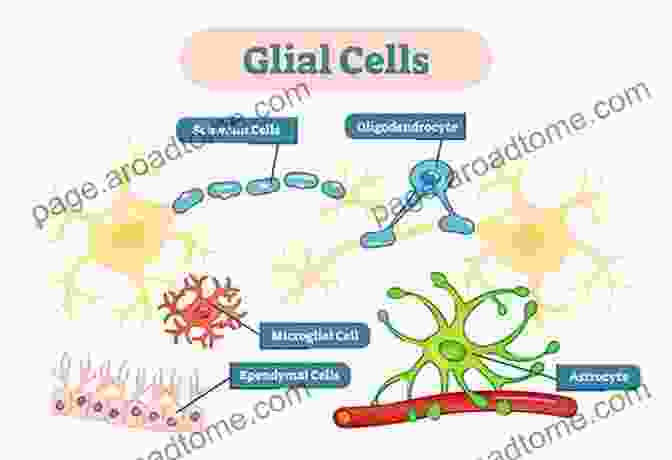 Glia Cells In The Brain Glial Physiology And Pathophysiology Scott H Plantz