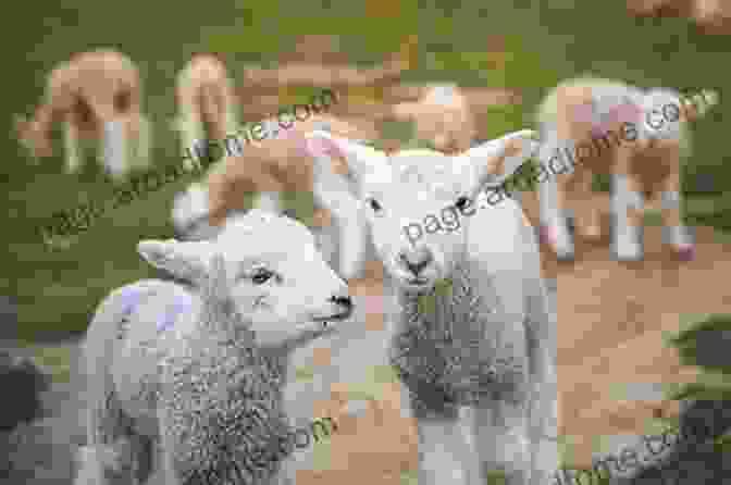 Image Of A Sheep With A Healthy Coat Sheep Medicine Philip R Scott