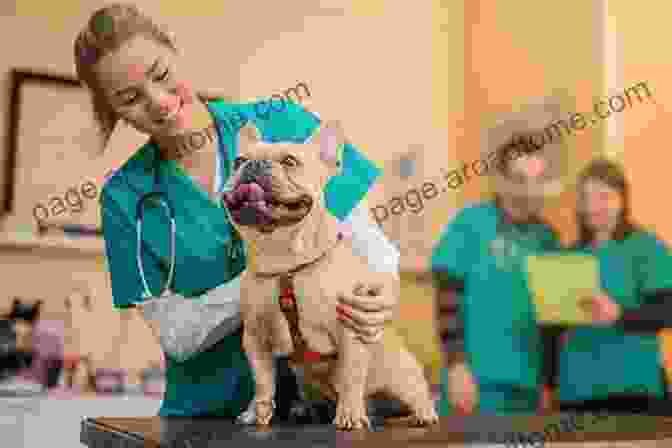 Image Of A Veterinarian Assisting With Lambing Sheep Medicine Philip R Scott