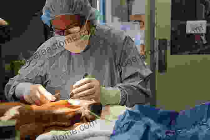 Image Of A Veterinarian Performing Surgery On A Sheep Sheep Medicine Philip R Scott