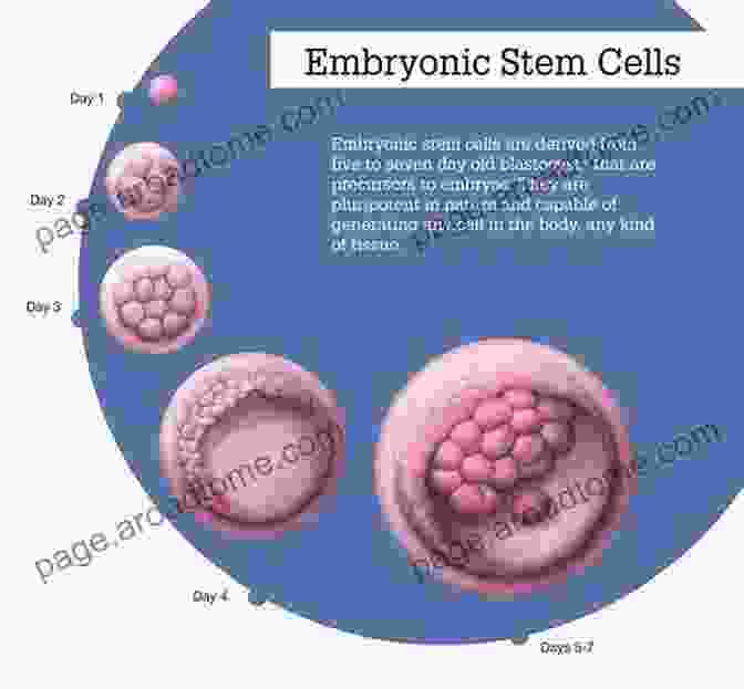 Image Of Embryonic Stem Cells To Stem Cell Science