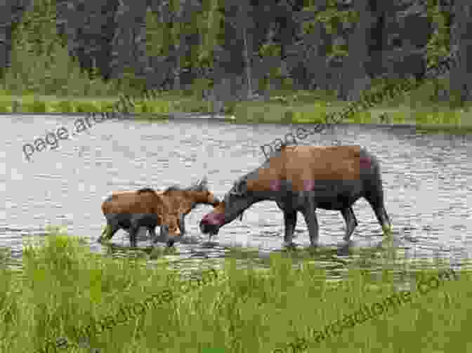 Moose Teaching A Young Fawn How To Swim Busy Busy Moose Sandra Moore