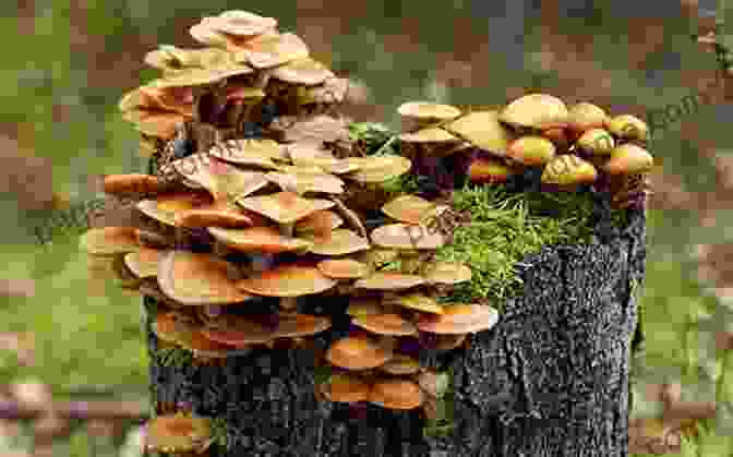 Mushrooms Growing In A Greenhouse, Representing The Symbiosis Between Fungi And The Environment. Organic Mushroom Farming And Mycoremediation: Simple To Advanced And Experimental Techniques For Indoor And Outdoor Cultivation