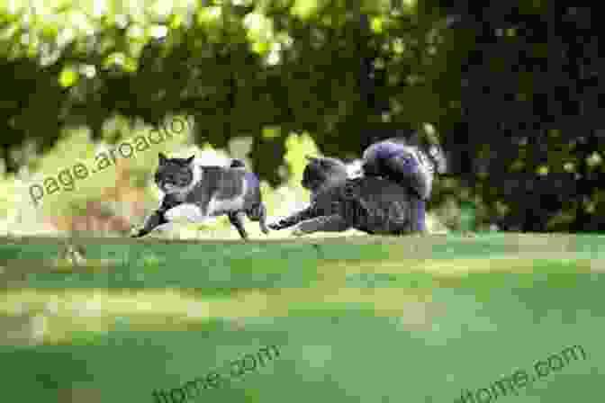 Playful Kittens Chasing Each Other Through A Field Cute Kittens Picture Book: A Gift For Alzheimer S Patients And Seniors With Dementia (Picture And Dementia Activities For Seniors 3)