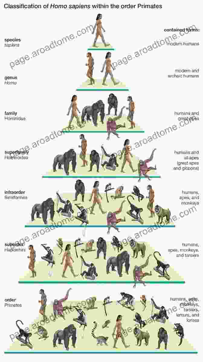 Social Hierarchies In Human Evolution Gaining Control: How Human Behavior Evolved