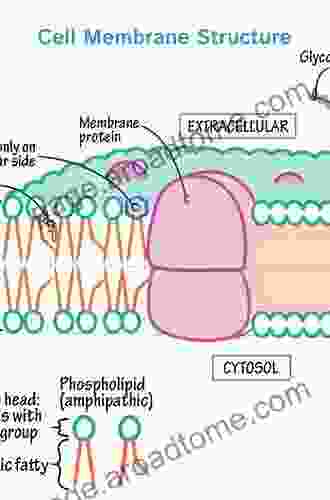 An Introduction to Biological Membranes: From Bilayers to Rafts